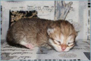 Female Siberian Kitten from Deedlebug Siberians